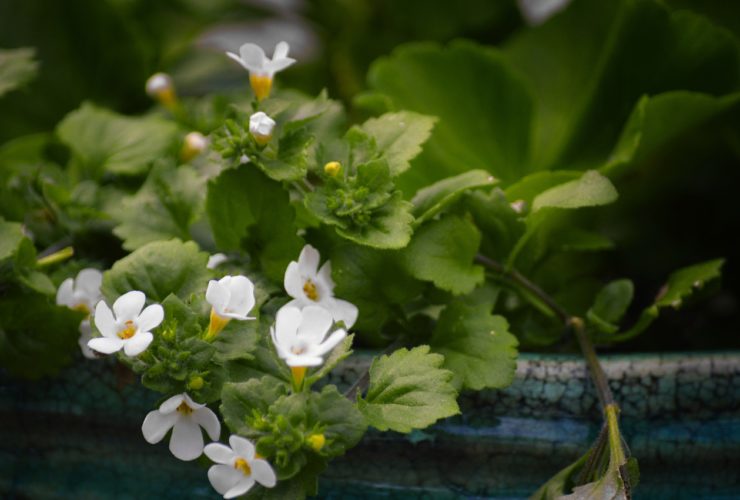 5 Surprising Herbs To Improve Mental Strength: Everyone Should Know