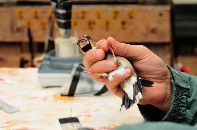 Things to Know About Finding an Avian Vet in Brooklyn