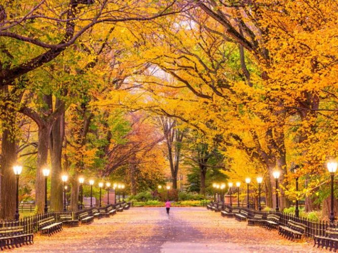 Fall Foliage in NYC